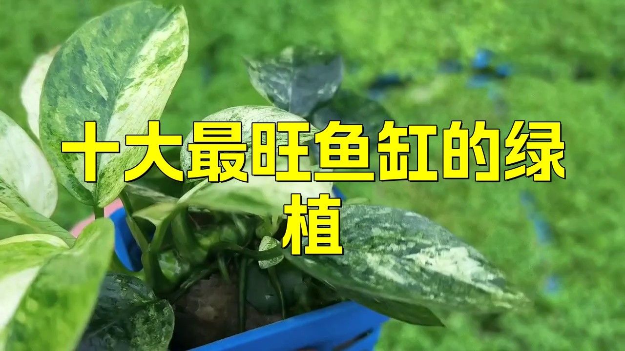 龍魚缸不養(yǎng)龍魚可以養(yǎng)什么植物