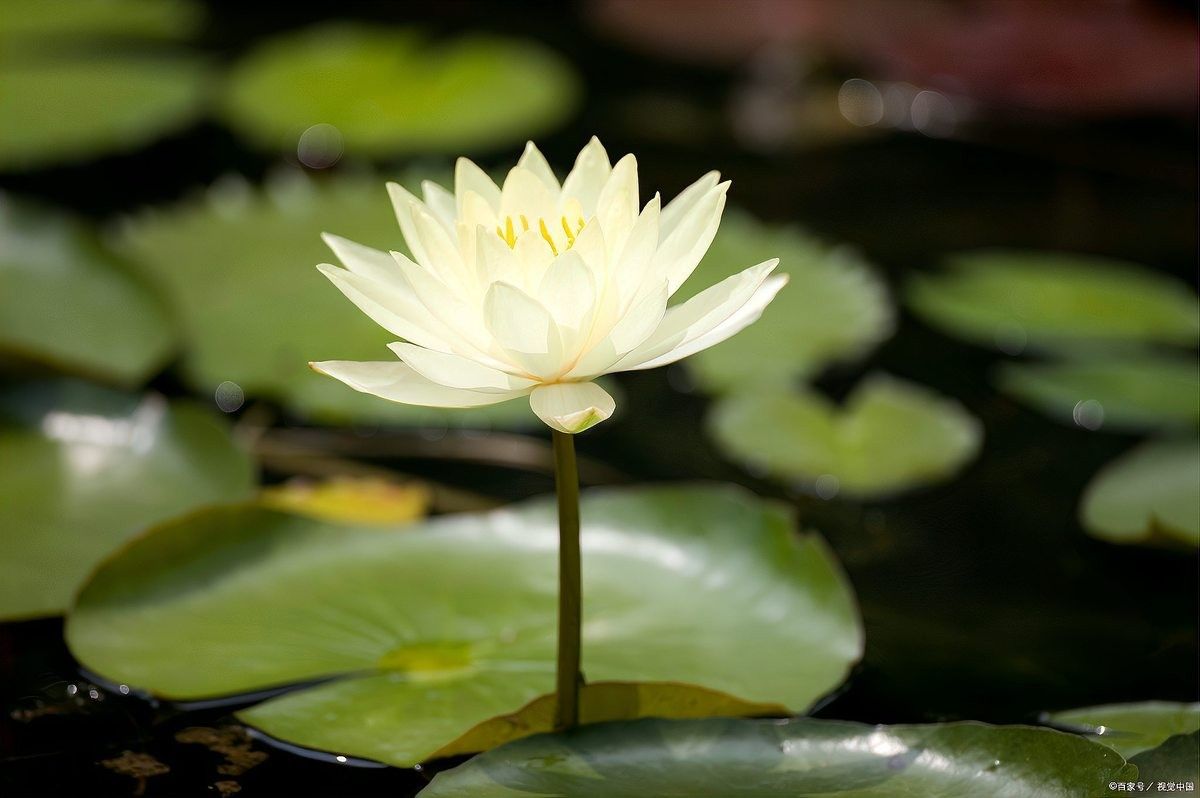 龍魚缸不養(yǎng)龍魚可以養(yǎng)什么植物