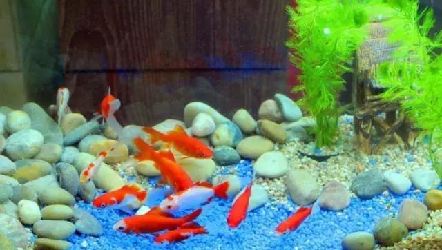 龍魚缸不養(yǎng)龍魚可以養(yǎng)什么植物