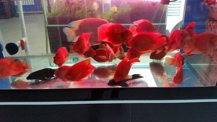 紅龍魚蒙眼不吃食怎么回事：關于紅龍魚蒙眼不吃食的問題