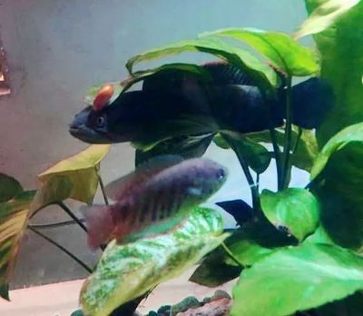 奶茶雷龍魚多大可以配對(duì)繁殖：奶茶雷龍魚在大約1歲左右的時(shí)候可以進(jìn)行配對(duì)和繁殖