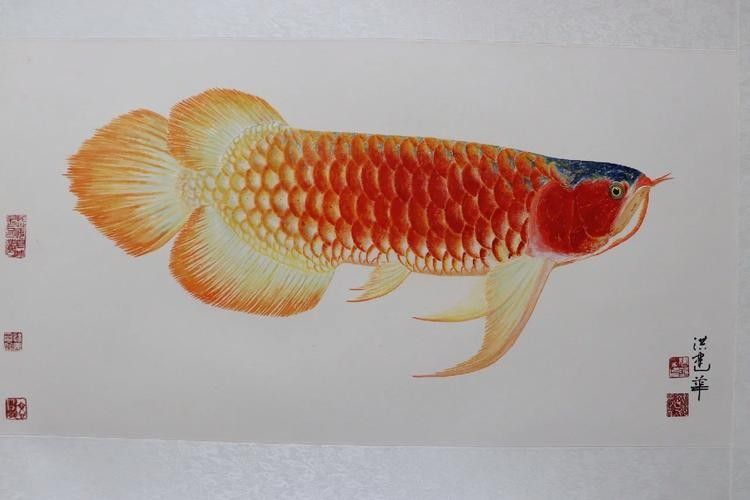 龍魚圖片 國畫大全