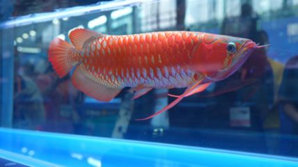 廣州最大龍魚市場地址在哪里啊（廣州最大的龍魚市場在哪里？）