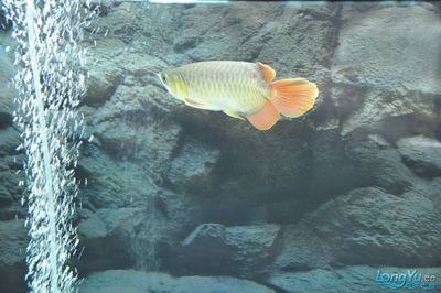 龍魚為什么一直磨缸（龍魚在魚缸底部長時間停留而不游動的現象是多種因素引起的）