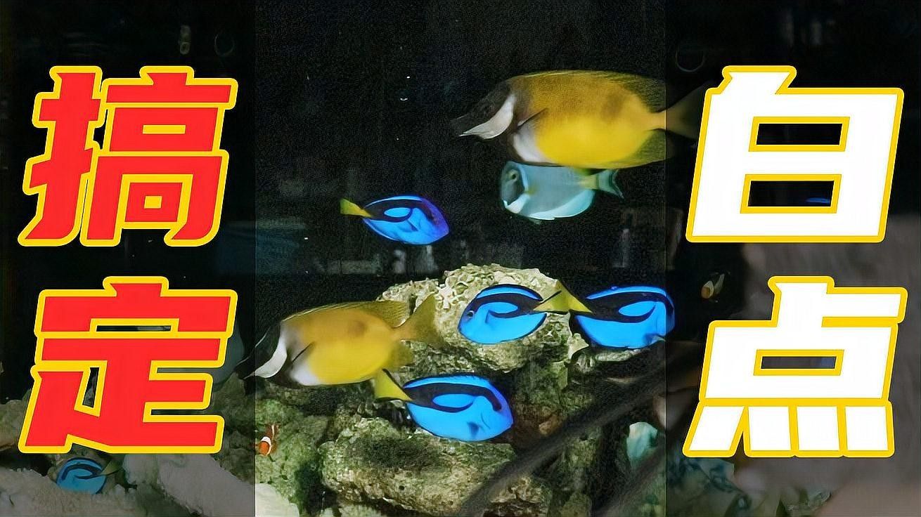 龍魚身上有白點可以加土霉素嗎