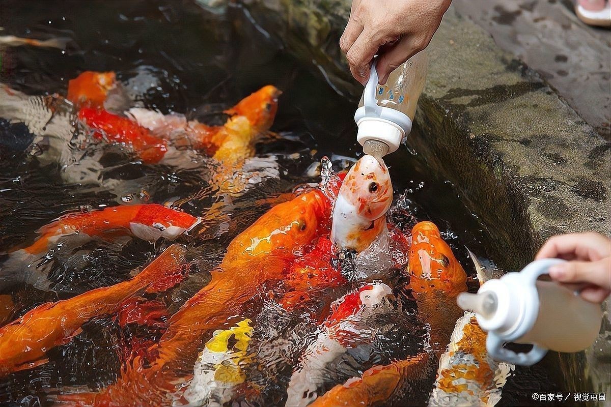 龍魚身上有白點可以加土霉素嗎