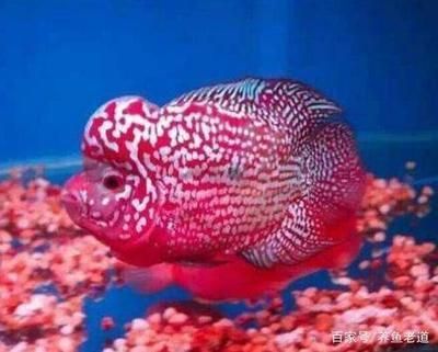 金龍魚魚缸怎么換水：金龍魚換水的步驟和注意事項