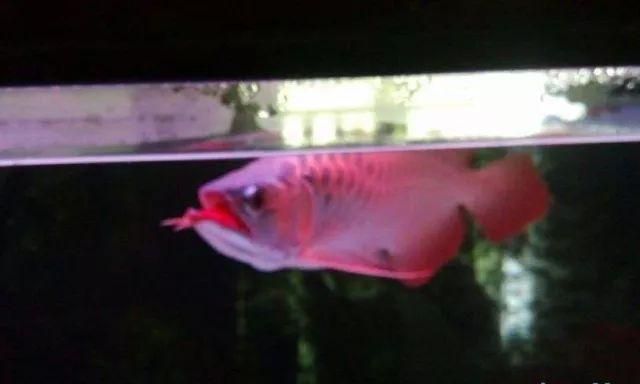 龍魚誤吞異物的處理方法：當龍魚誤吞異物時