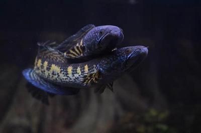 雷龍魚(yú)捕食：雷龍魚(yú)以其獨(dú)特的獵食技巧和行為聞名