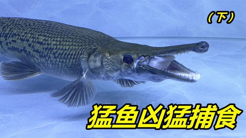 雷龍魚(yú)捕食：雷龍魚(yú)以其獨(dú)特的獵食技巧和行為聞名