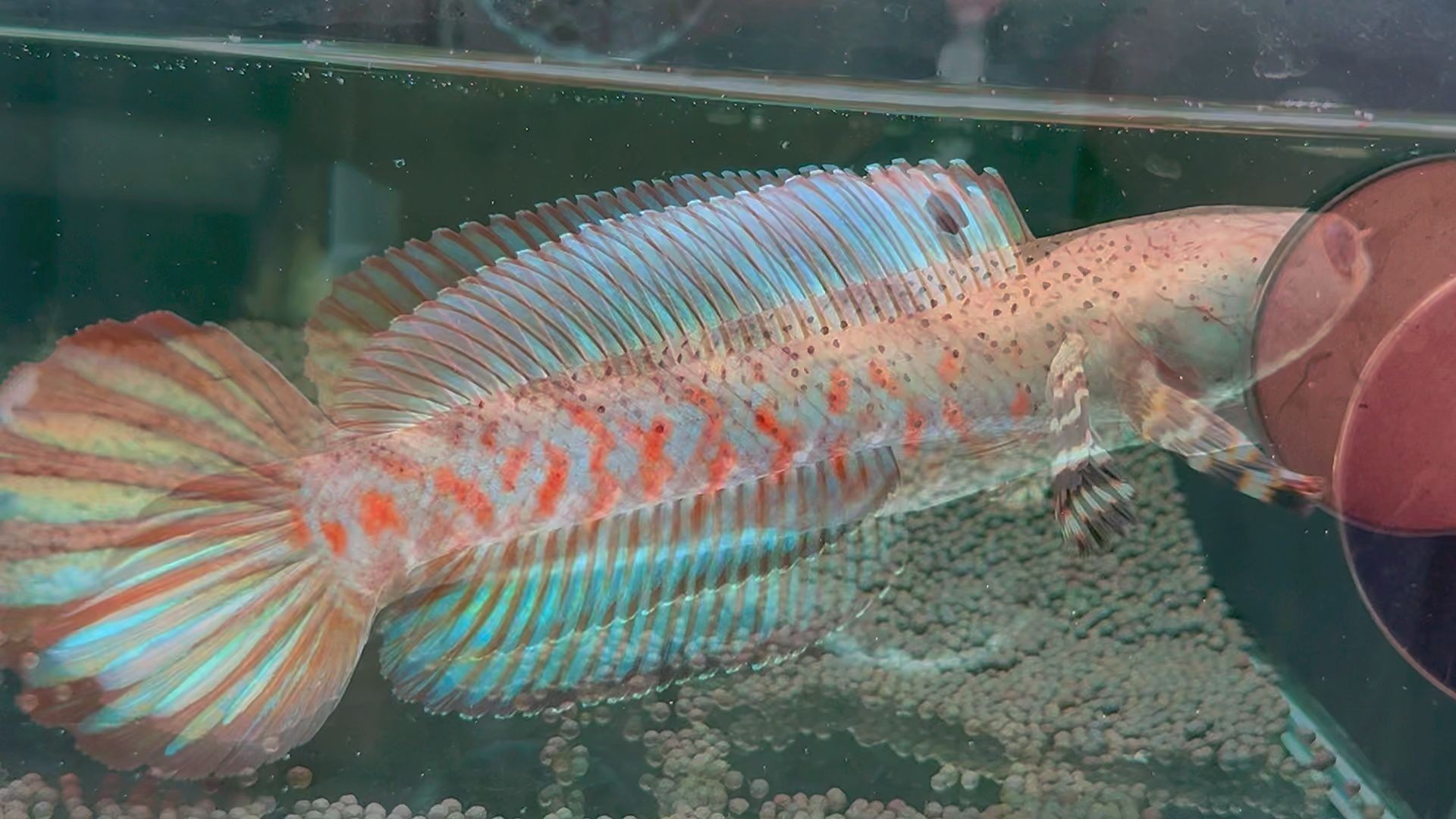 雷龍魚(yú)捕食：雷龍魚(yú)以其獨(dú)特的獵食技巧和行為聞名