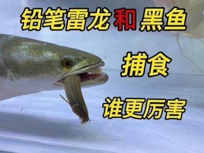 雷龍魚捕食：雷龍魚以其獨(dú)特的獵食技巧和行為聞名