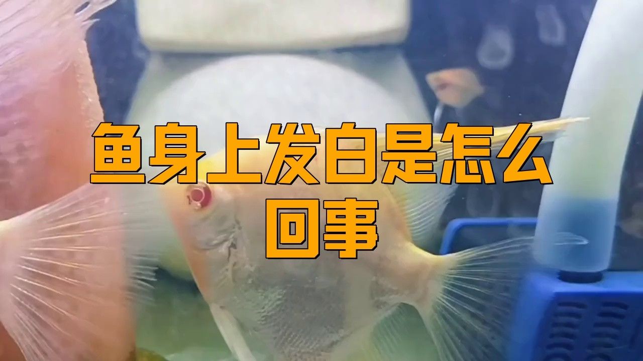金龍魚發白是什么原因造成的