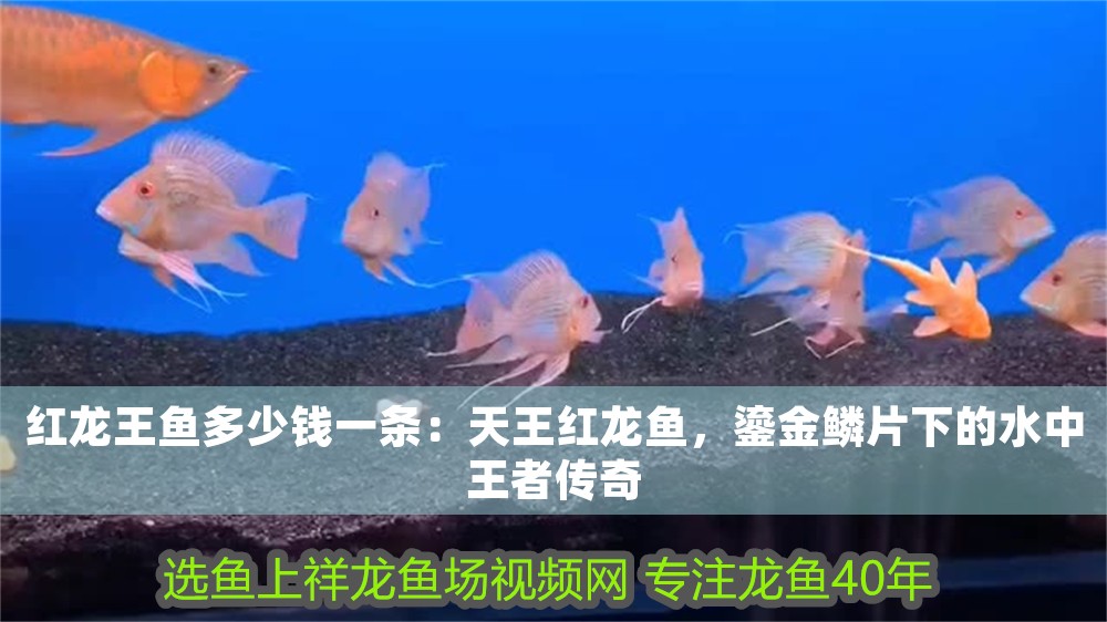 紅龍王魚多少錢一條：天王紅龍魚，鎏金鱗片下的水中王者傳奇