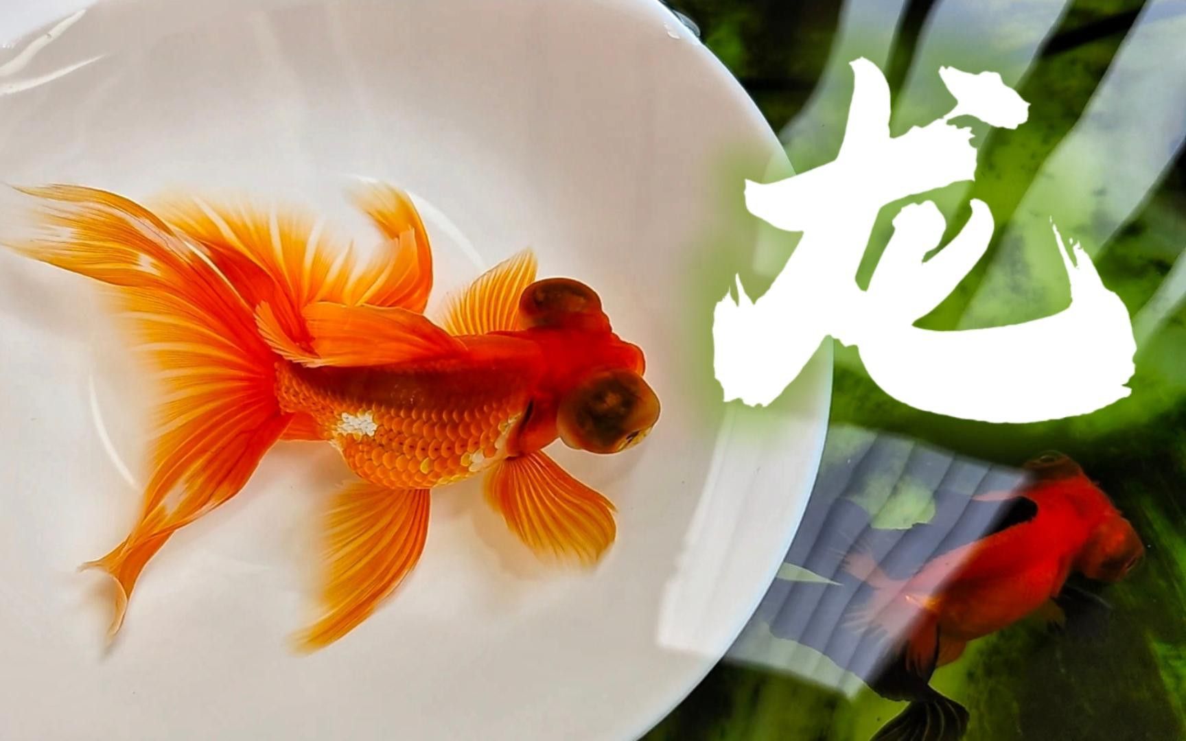 如何挑選名品龍種金魚 如何挑選名品龍種金魚 龍魚百科 第2張