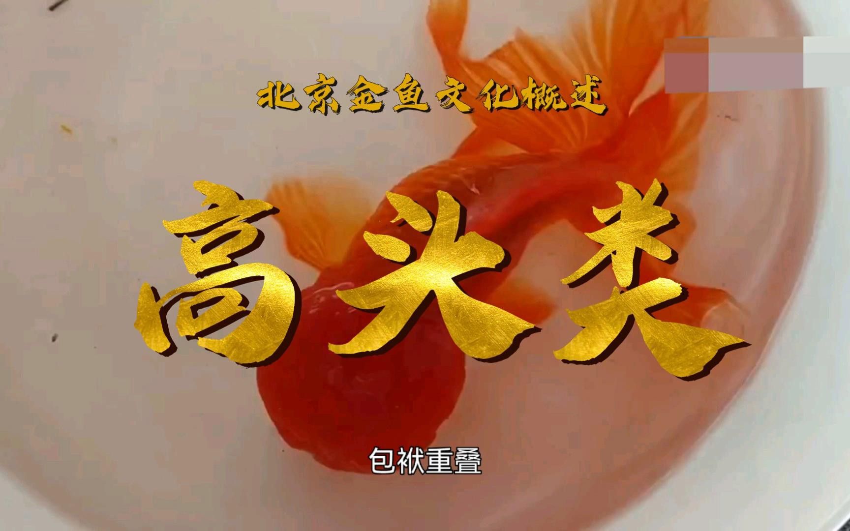 如何挑選名品龍種金魚 如何挑選名品龍種金魚 龍魚百科 第3張