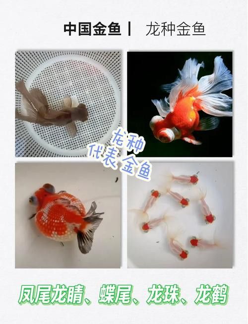 如何挑選名品龍種金魚 龍魚百科 第5張 如何挑選名品龍種金魚 如何挑選名品龍種金魚 龍魚百科 第5張