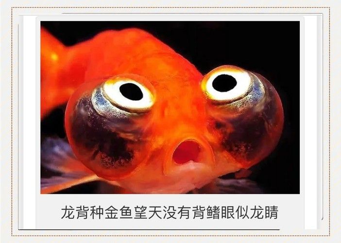 如何挑選名品龍種金魚 龍魚百科 第9張 如何挑選名品龍種金魚 如何挑選名品龍種金魚 龍魚百科 第9張