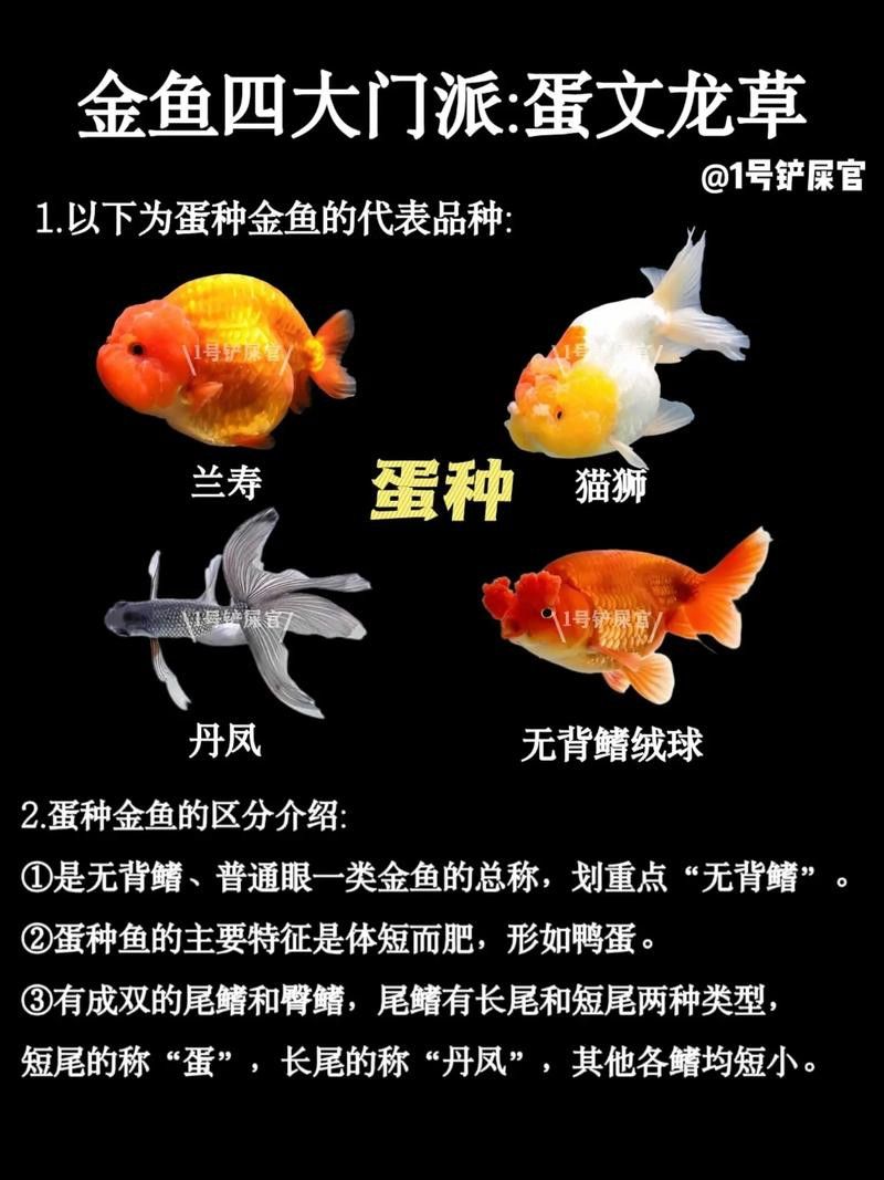如何挑選名品龍種金魚 龍魚百科 第10張 如何挑選名品龍種金魚 如何挑選名品龍種金魚 龍魚百科 第10張