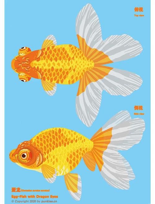 如何挑選名品龍種金魚 龍魚百科 第6張 如何挑選名品龍種金魚 如何挑選名品龍種金魚 龍魚百科 第6張