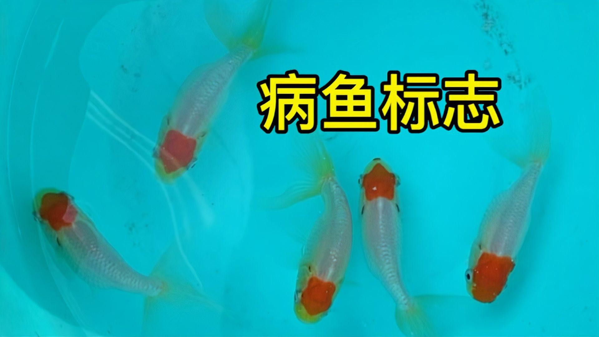 如何挑選名品龍種金魚 如何挑選名品龍種金魚 龍魚百科 第13張