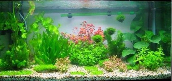 龍魚寄養服務北京