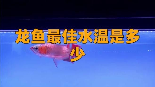 龍魚需要多少溫度的水養(yǎng)最好