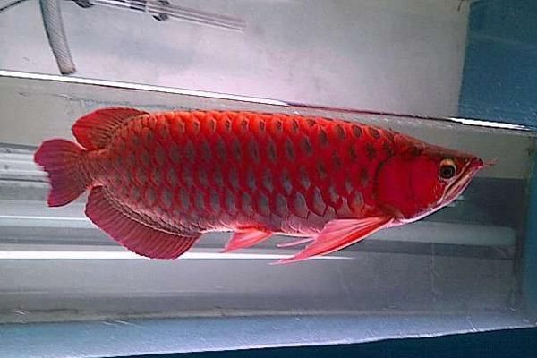 龍魚魚鱗立起來了怎么辦：龍魚魚鱗立起來怎么辦