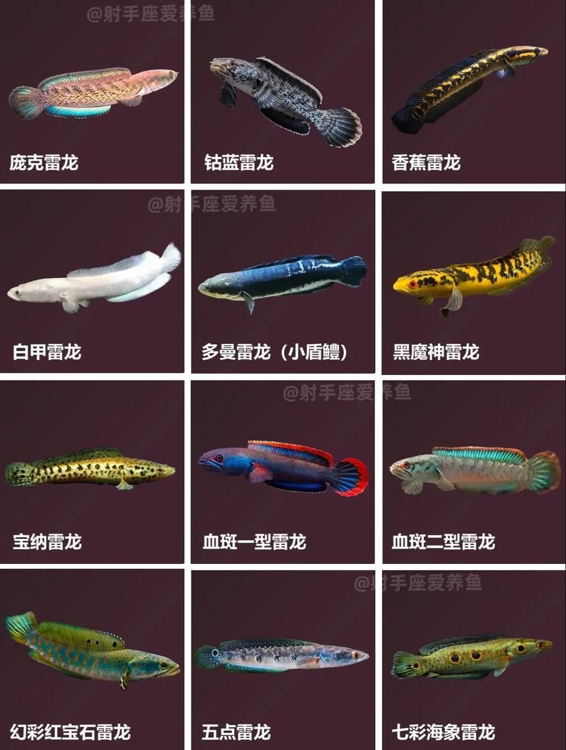 巨型雷龍魚圖片