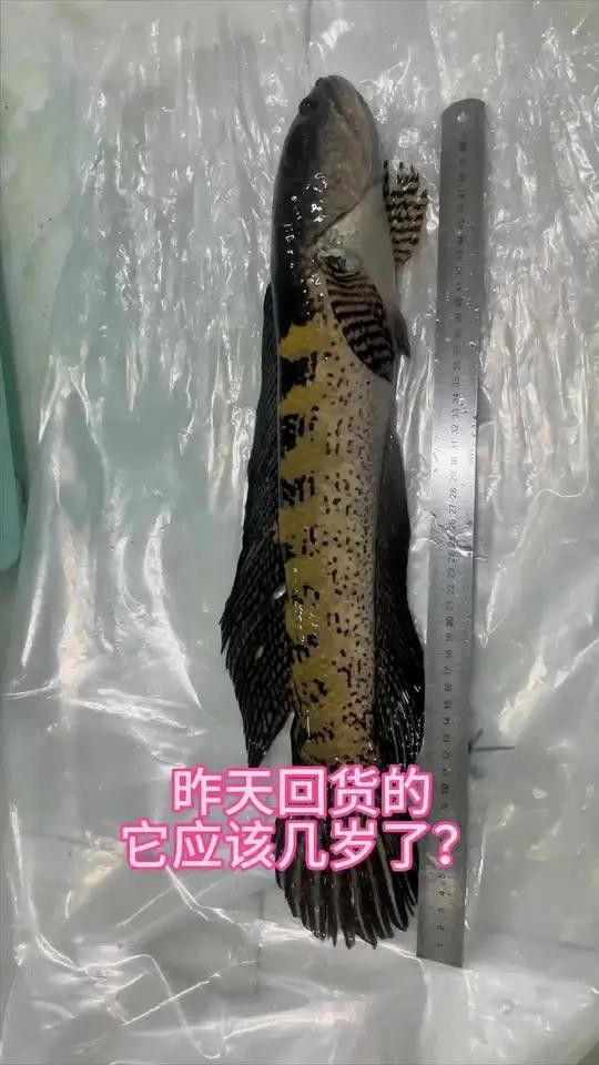 巨型雷龍魚圖片
