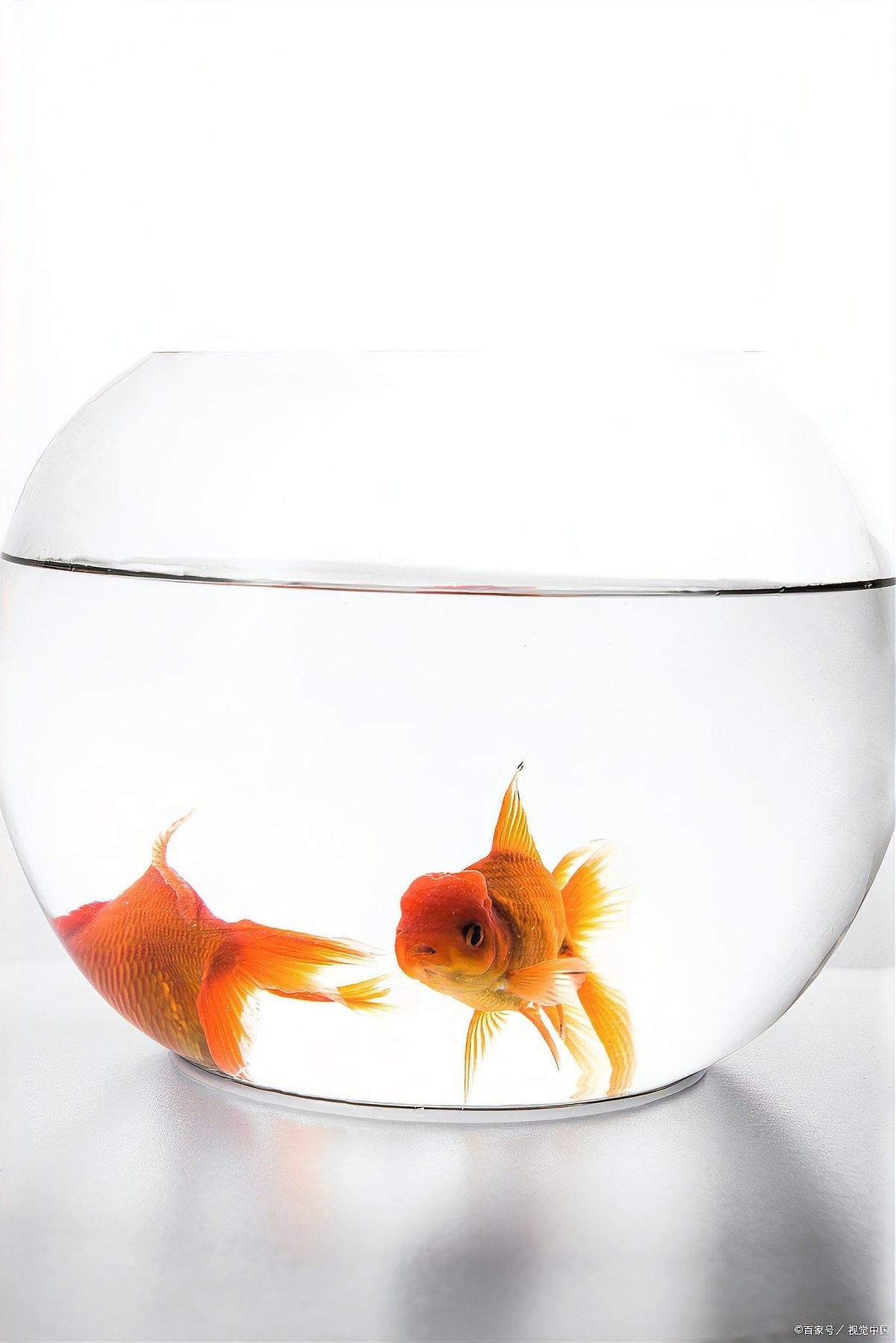 龍魚殺菌后如何消毒魚缸