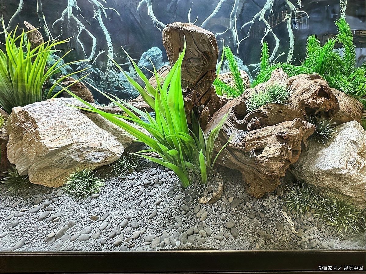 龍魚殺菌后如何消毒魚缸