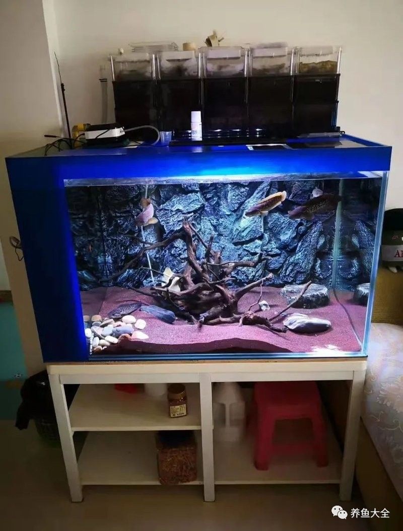 龍魚殺菌后如何消毒魚缸