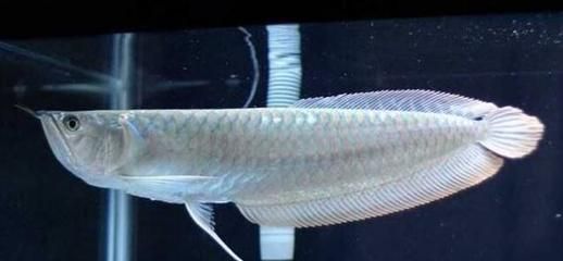 龍魚很貴嗎？：龍魚的價(jià)格受到多種因素影響，龍魚的價(jià)格是最貴的