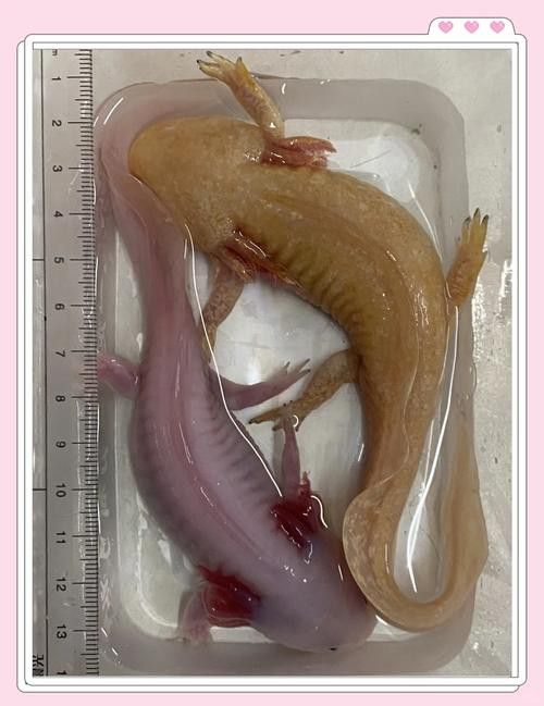 恐龍魚長大是什么樣的圖片大全視頻播放