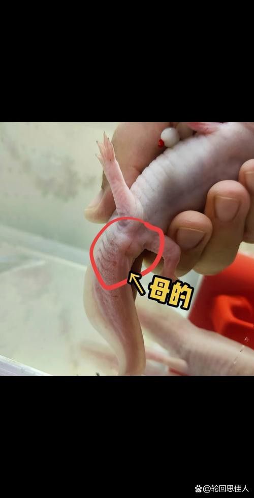 恐龍魚長大是什么樣的圖片大全視頻播放