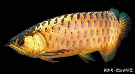 龍魚被咬傷后的恢復時間取決于多種因素，龍魚被咬傷多久能好：龍魚被咬傷后何時能好