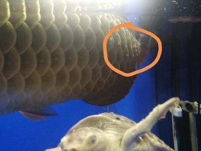 為什么龍魚關燈更活躍(龍魚在關燈后為什么更加活躍?) 龍魚百科 第1張 為什么龍魚關燈更活躍(龍魚在關燈后為什么更加活躍?) 為什么龍魚關燈更活躍(龍魚在關燈后為什么更加活躍?) 龍魚百科 第1張