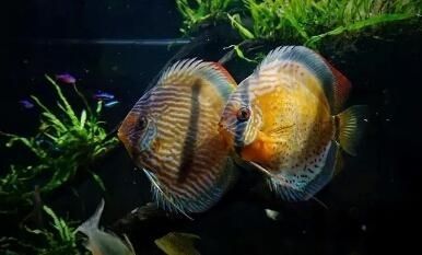 為什么龍魚關燈更活躍(龍魚在關燈后為什么更加活躍?) 龍魚百科 第2張 為什么龍魚關燈更活躍(龍魚在關燈后為什么更加活躍?) 為什么龍魚關燈更活躍(龍魚在關燈后為什么更加活躍?) 龍魚百科 第2張