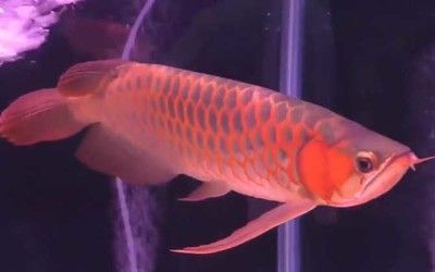 龍魚壽命一般多長時間正常：龍魚壽命一般多長時間
