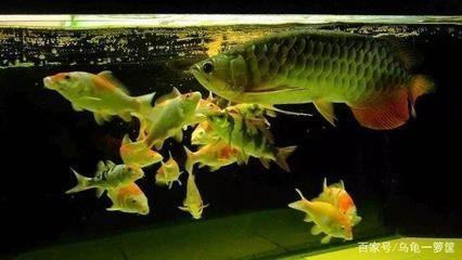 龍魚翻肚子了能救活嗎：龍魚翻肚子可以吃蝦好還是吃蝦好，龍魚吃飼料還是吃蝦好