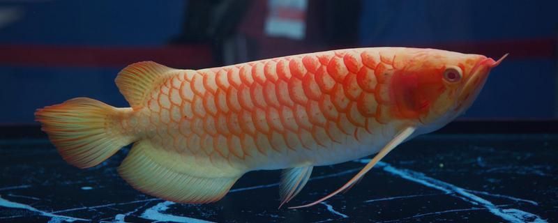 龍魚翻肚子了能救活嗎：龍魚翻肚子可以吃蝦好還是吃蝦好，龍魚吃飼料還是吃蝦好