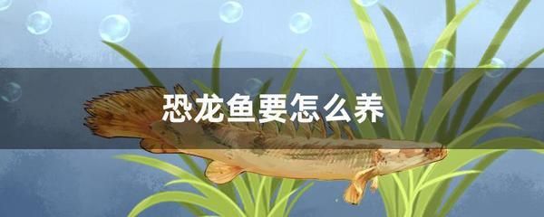 恐龍魚不動，恐龍魚不動是什么原因導致的