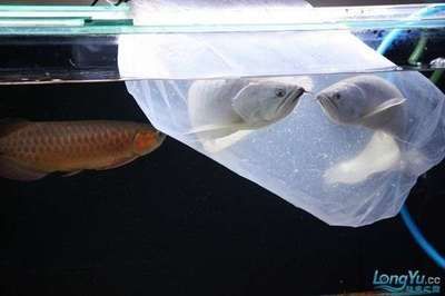 裝龍魚的袋子哪里買便宜，：裝龍魚的袋子哪里買便宜