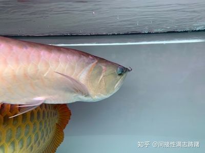 龍魚眼睛突出問題