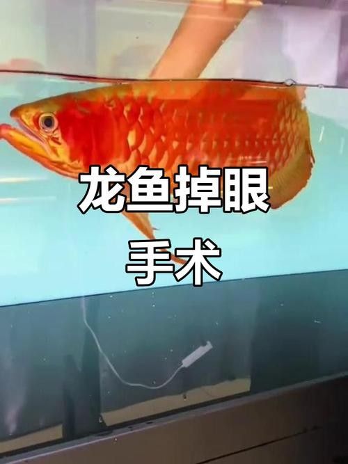 龍魚掉眼什么樣圖片