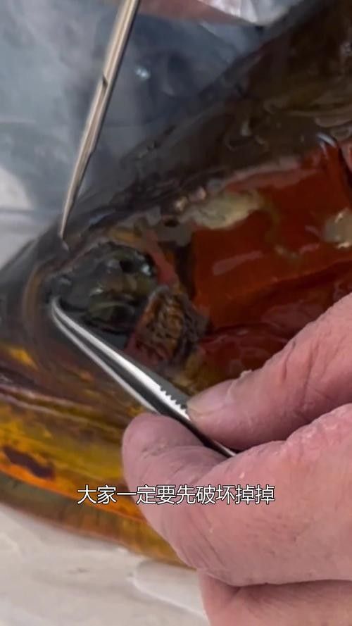 龍魚掉眼什么樣圖片