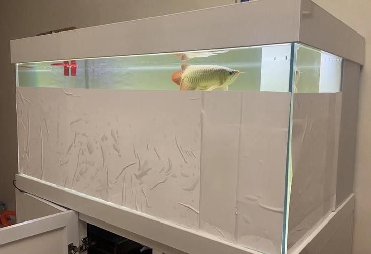 龍魚掉眼什么樣圖片