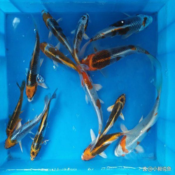錦鯉多大能看出花色