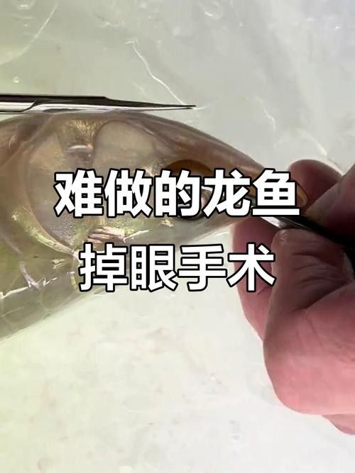 龍魚掉眼什么樣圖片